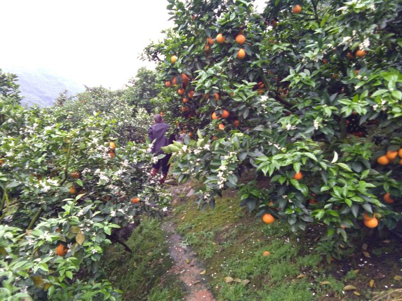 广西阳朔新鲜应季水果，夏橙颜色红靓，皮细个头均匀