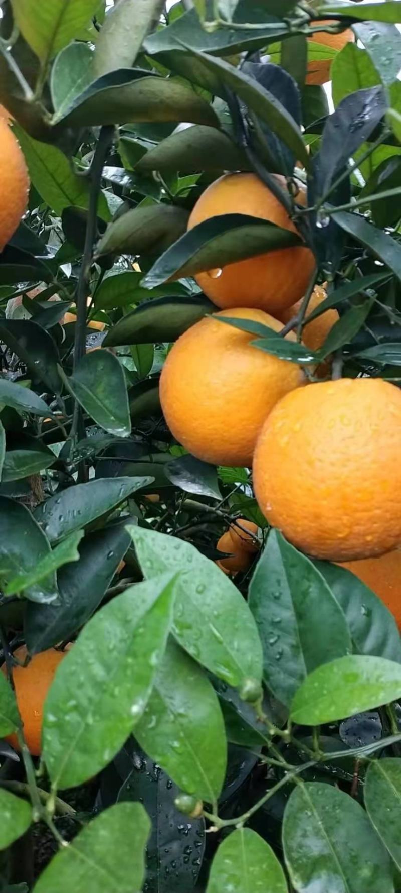 广西阳朔新鲜应季水果，夏橙颜色红靓，皮细个头均匀