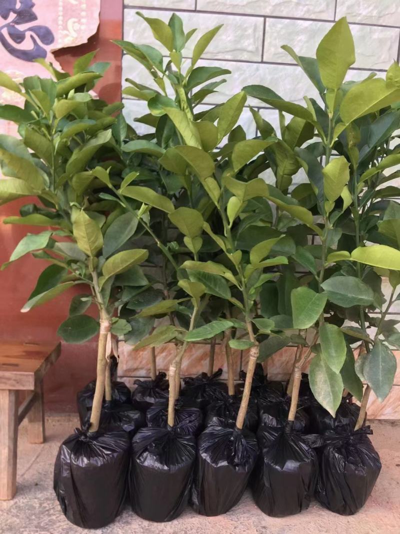 新品种柚子苗泰国暹罗红柚子大红袍红皮红心柚苗耐寒当年结果