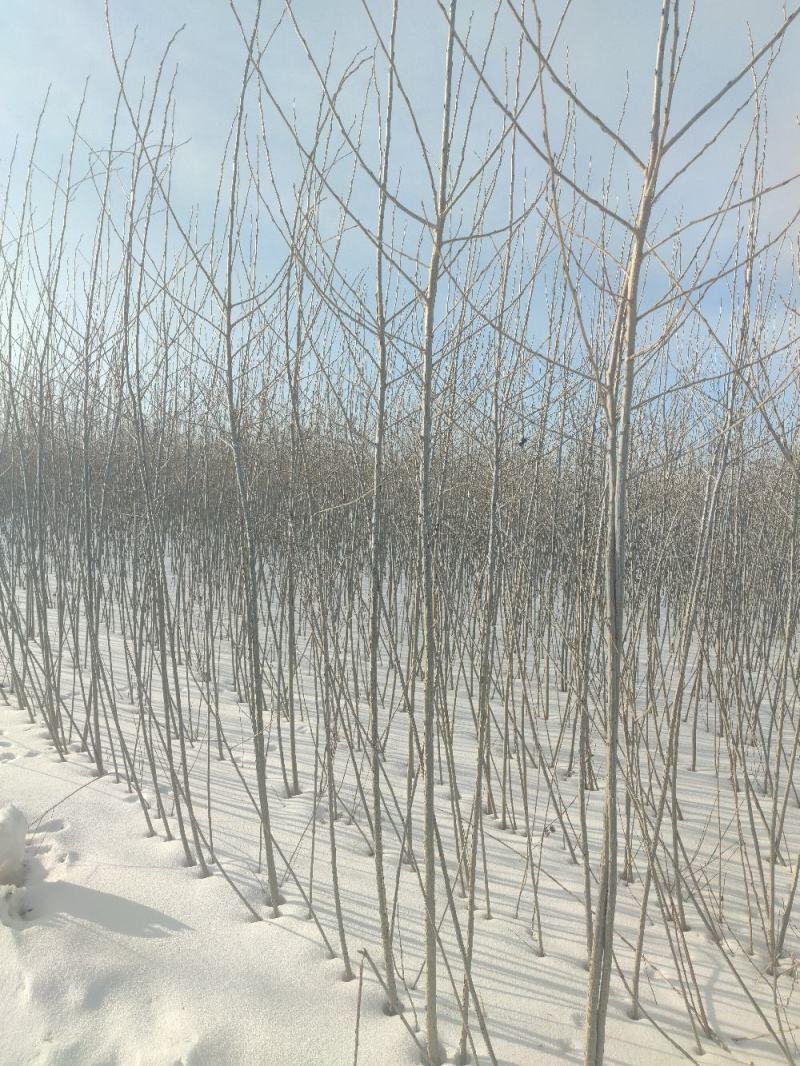胸径1公分小城黑杨树苗，2根2杆，自家种植，大量现货