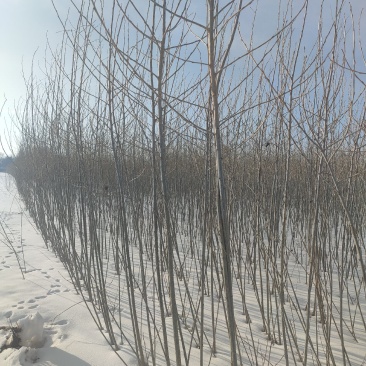 胸径1公分小城黑杨树苗，2根2杆，自家种植，大量现货