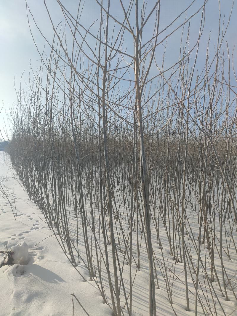 胸径1公分小城黑杨树苗，2根2杆，自家种植，大量现货