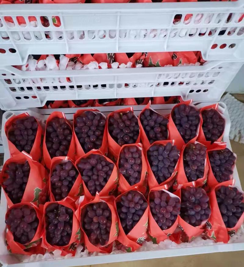 茉莉香葡萄早熟精品基地货源量大从优欢迎选购