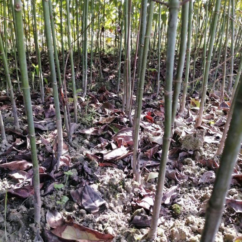高产量双钩藤苗，苗子健壮成活率很高，种植简单，欢迎来电