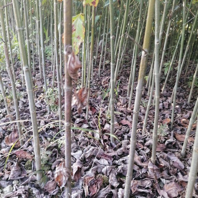 高产量双钩藤苗，苗子健壮成活率很高，种植简单，欢迎来电