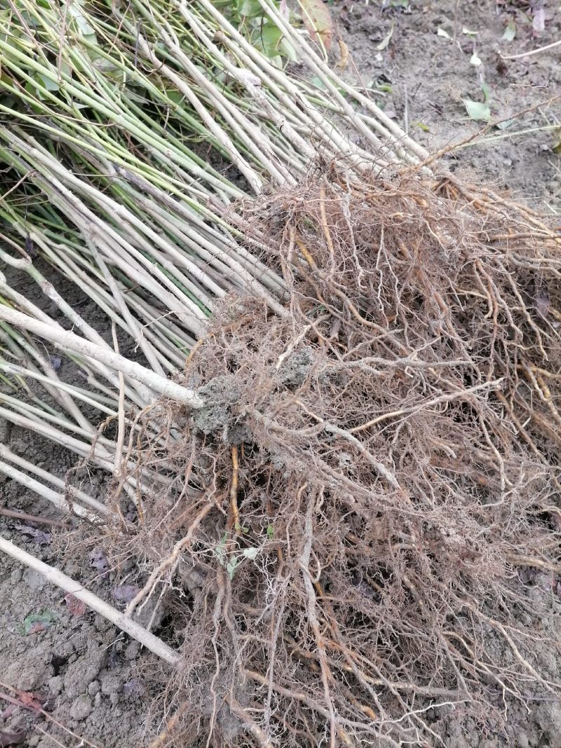 高产量双钩藤苗，苗子健壮成活率很高，种植简单，欢迎来电
