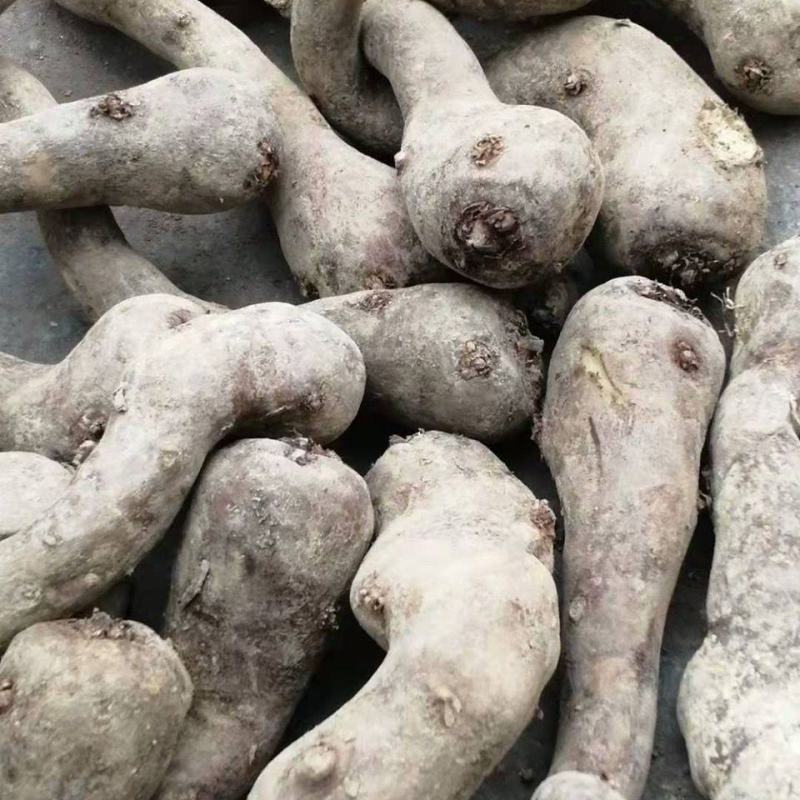 精选魔芋种子，全国包邮到家，产地直供，
