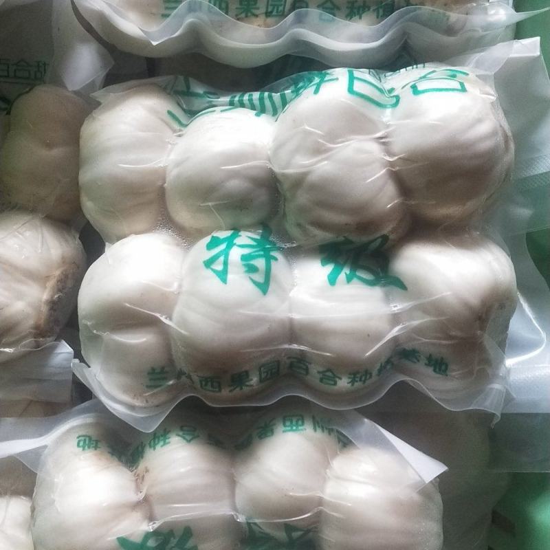 基地专业培育百合种球药食两用可观赏