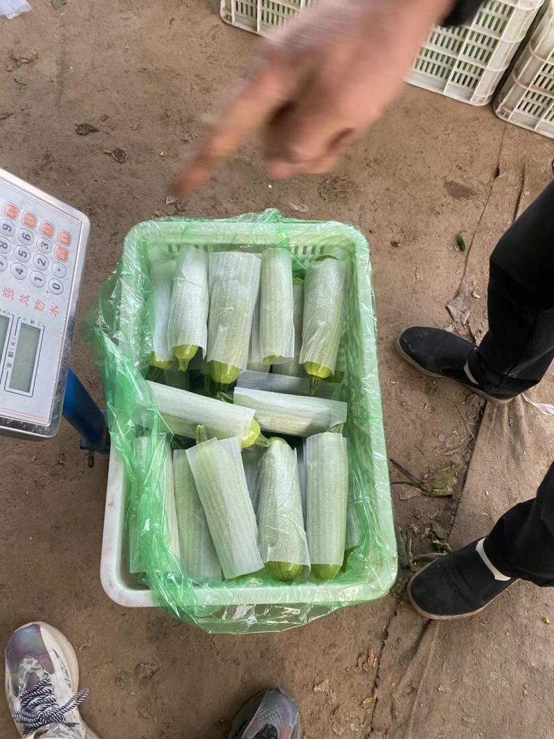 山东聊城冷棚西葫芦上市中产地一手货源价格便宜耐运输