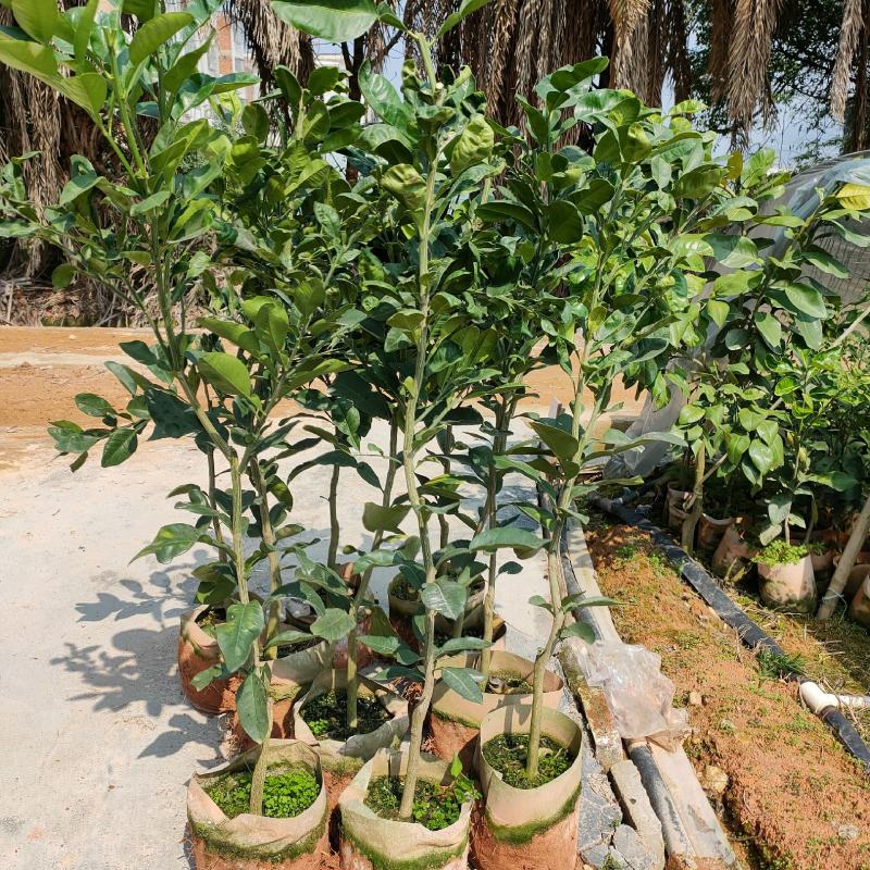 基地直供红宝石青柚杯苗，泰国红宝石青柚苗暹罗红柚子杯苗