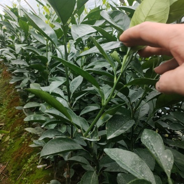 产地直销木瓜蜜丁苗，台湾木瓜橙木瓜蜜丁香基地直批量大从优
