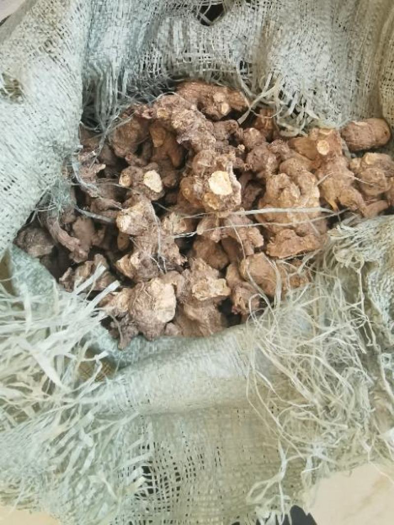苍术朱砂点苍术