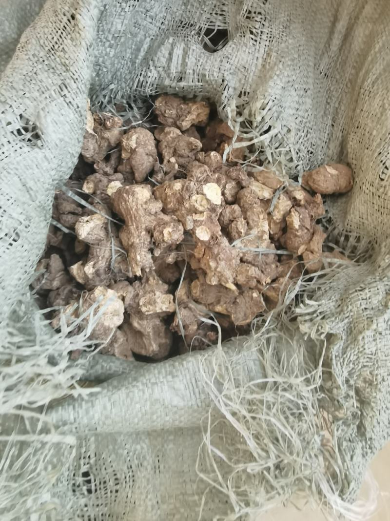 苍术朱砂点苍术