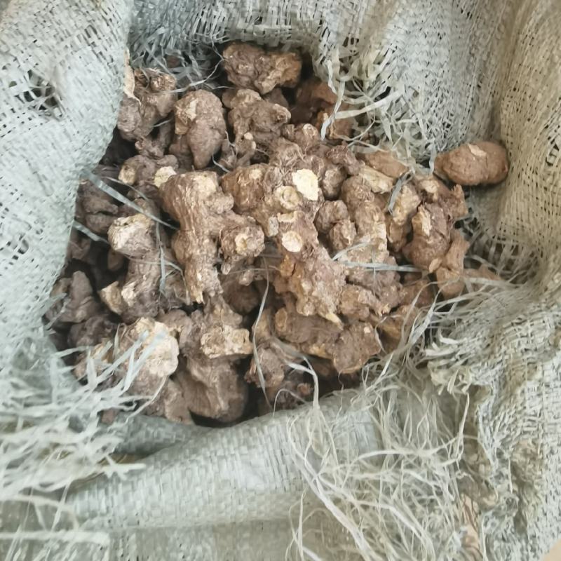 苍术朱砂点苍术