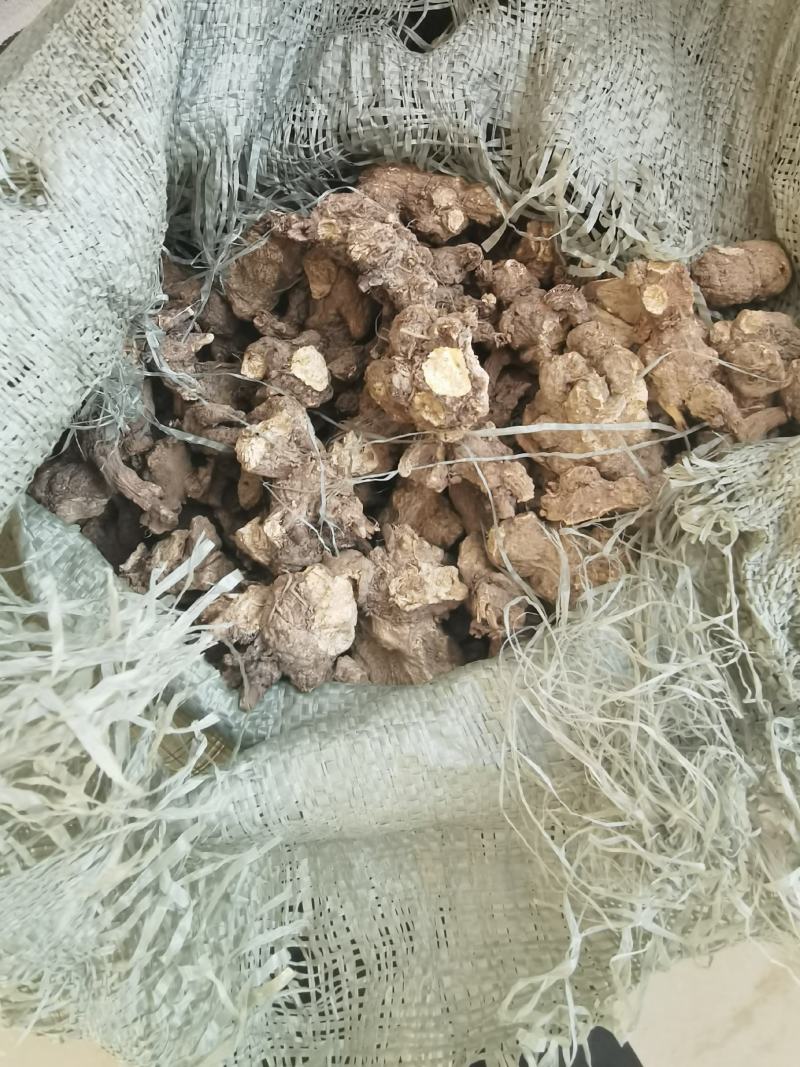 苍术朱砂点苍术