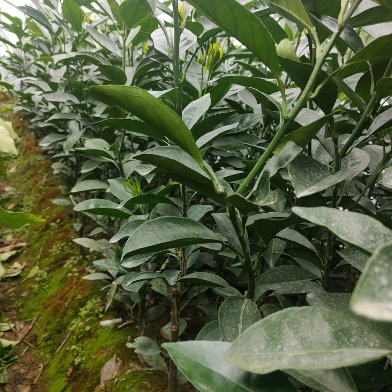 产地直销木瓜蜜丁苗，台湾木瓜橙木瓜蜜丁香基地直批量大从优