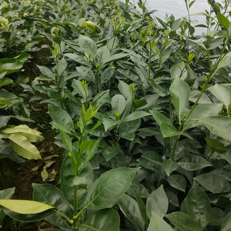 产地直销木瓜蜜丁苗，台湾木瓜橙木瓜蜜丁香基地直批量大从优