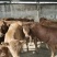 西门塔尔牛活苗肉牛犊活体牛仔活牛小牛西门塔尔肉牛犊