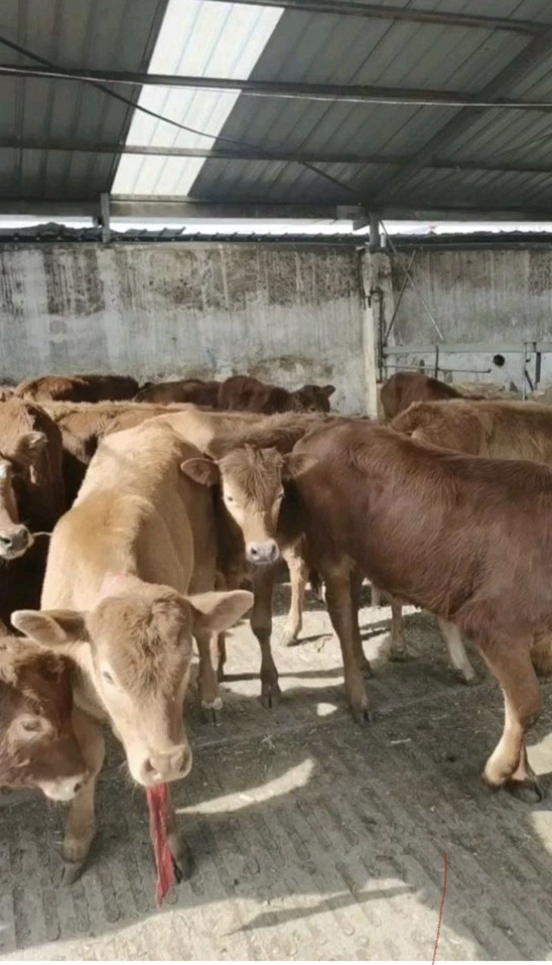 西门塔尔牛活苗肉牛犊活体牛仔活牛小牛西门塔尔肉牛犊