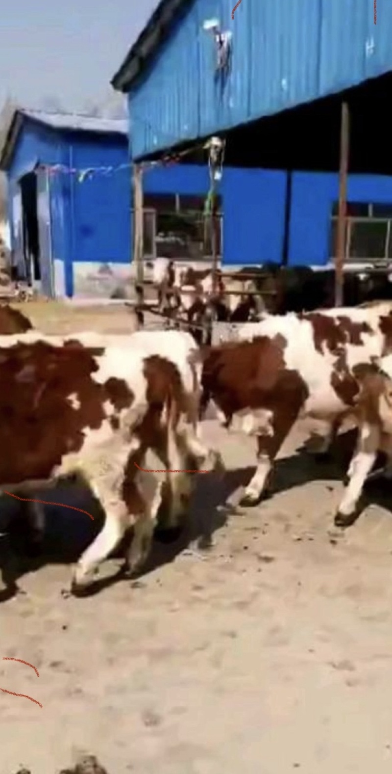 西门塔尔牛活苗肉牛犊活体牛仔活牛小牛西门塔尔肉牛犊