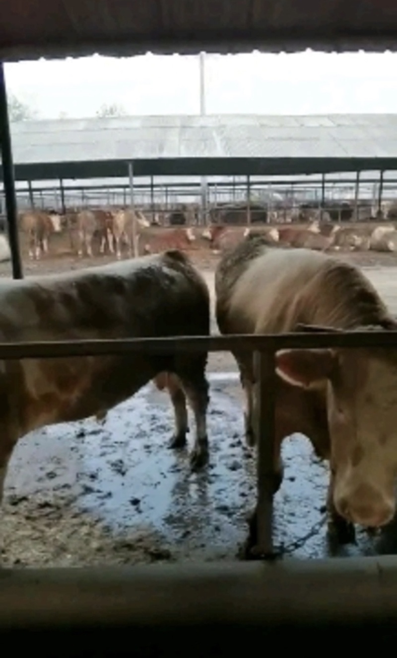 西门塔尔牛活苗肉牛犊活体牛仔活牛小牛西门塔尔肉牛犊