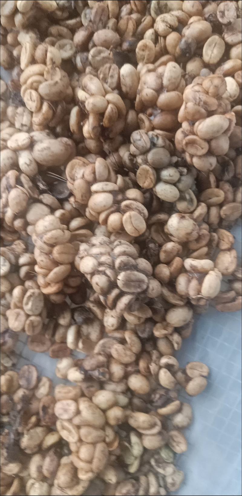 猫屎咖啡原料，生豆，烘焙豆