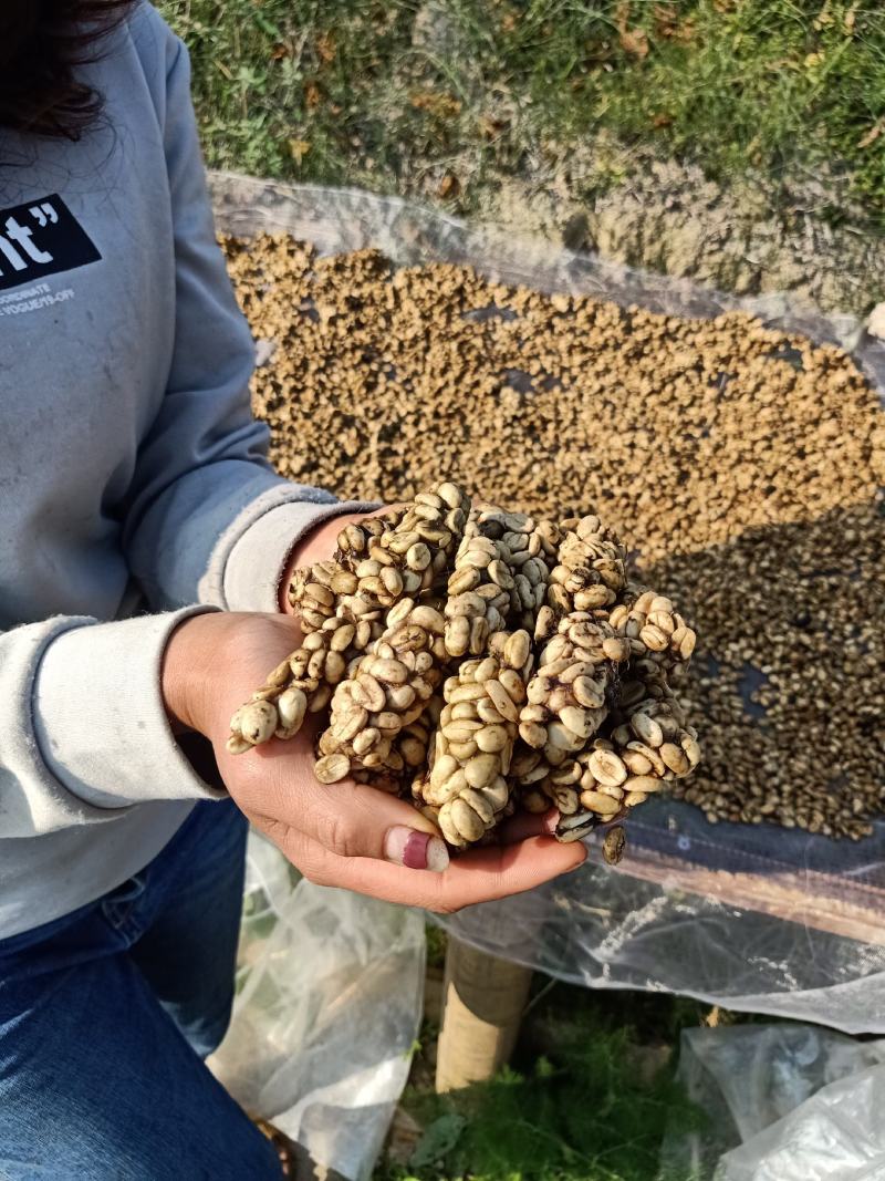 猫屎咖啡原料，生豆，烘焙豆