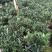 福建漳平《四季茶花》基地直发，价格优惠，保质保量
