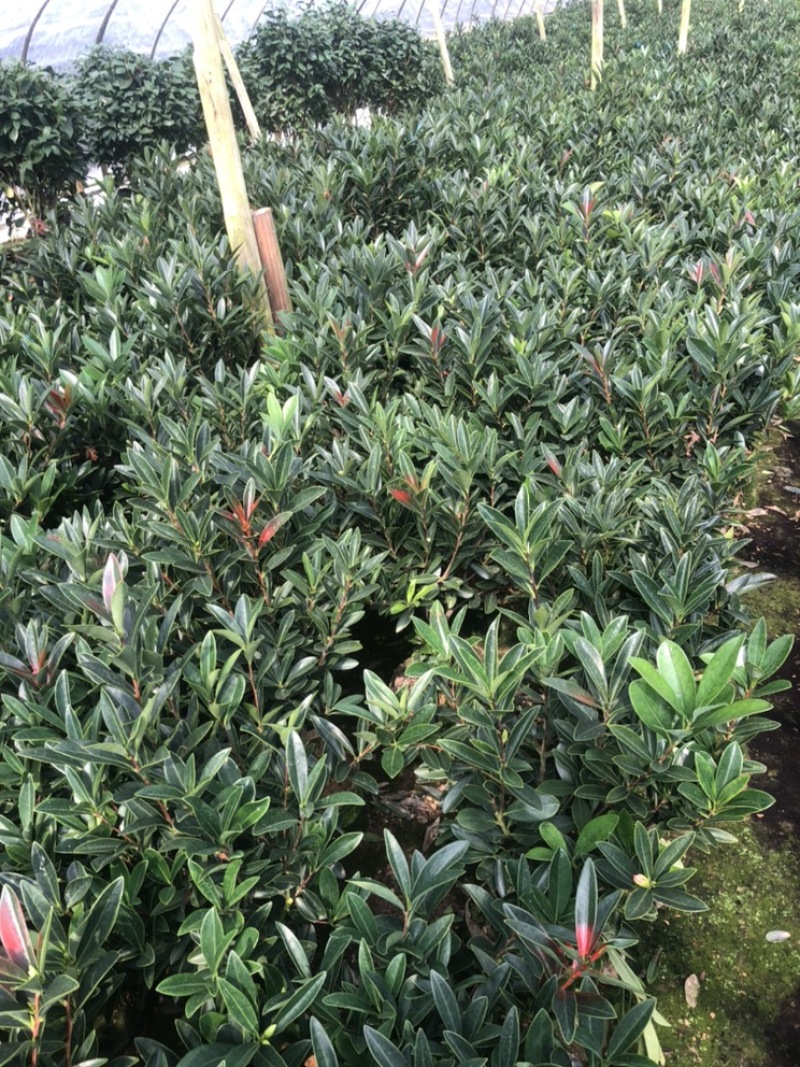 福建漳平《四季茶花》基地直发，价格优惠，保质保量