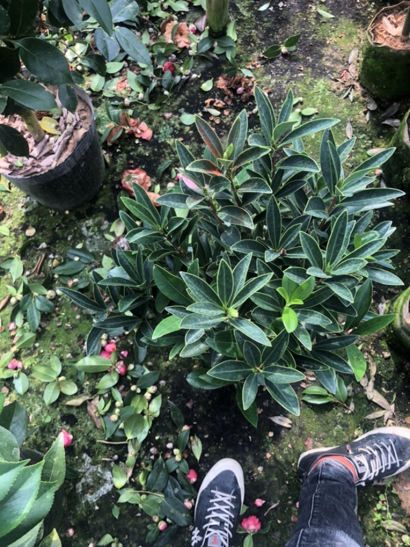 福建漳平《四季茶花》基地直发，价格优惠，保质保量