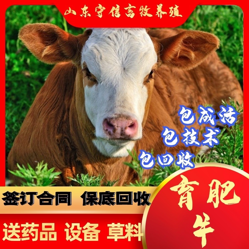 山东育肥牛全国免费运输养殖基地直发买10头送2头