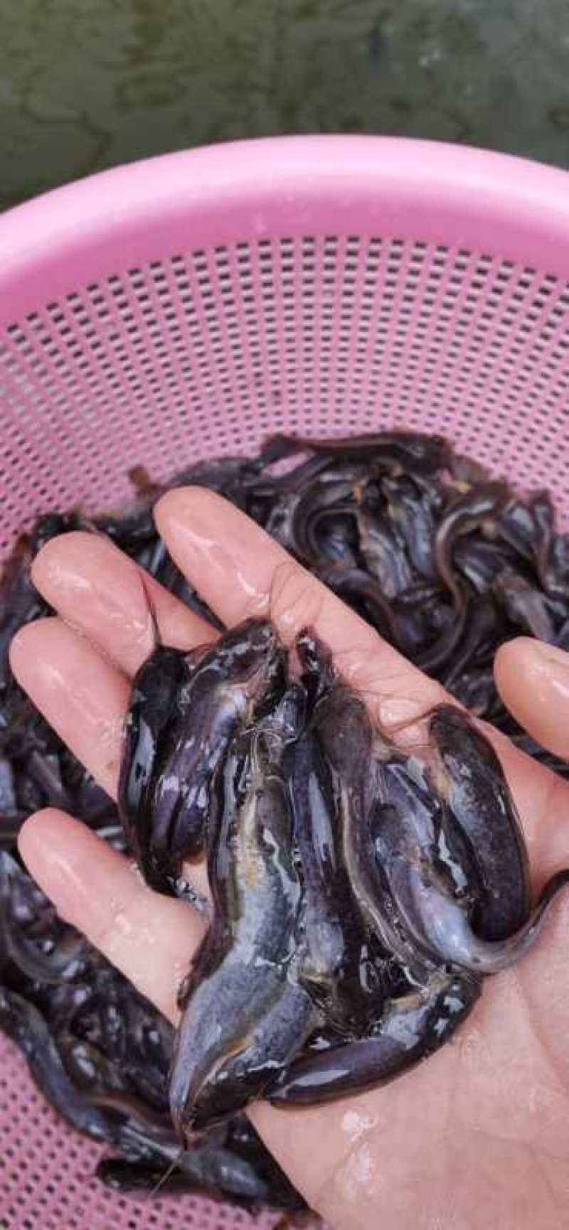杂交大口鲶鱼苗，广东大口鲶鱼，淡水鲶鱼苗