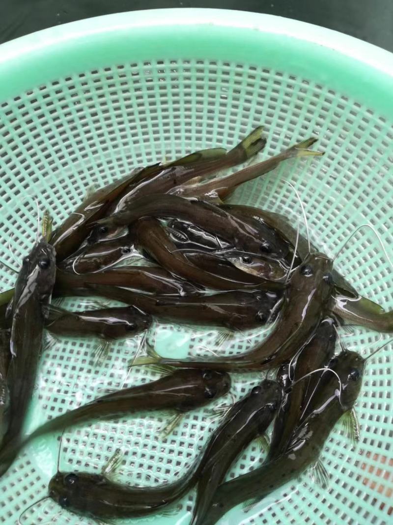 杂交大口鲶鱼苗，广东大口鲶鱼，淡水鲶鱼苗