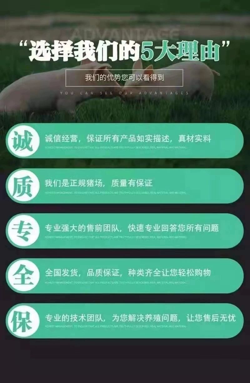 纯种公猪杜洛克大白长白种猪活体原种太湖苏太二元母猪苗品种