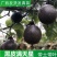 一斤一个台湾黑皮满天星百香果巨无霸果苗四季可种当年结果