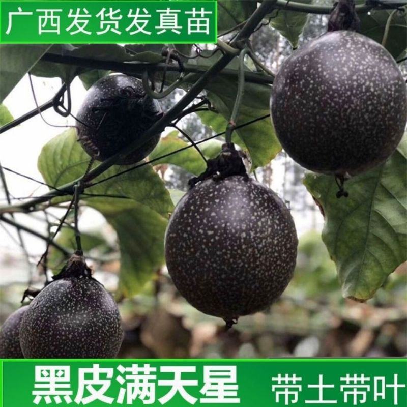 一斤一个台湾黑皮满天星百香果巨无霸果苗四季可种当年结果