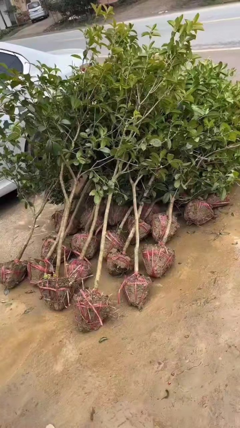 自家5公分桂花树大量有货质优价廉欢迎有需要的来选购