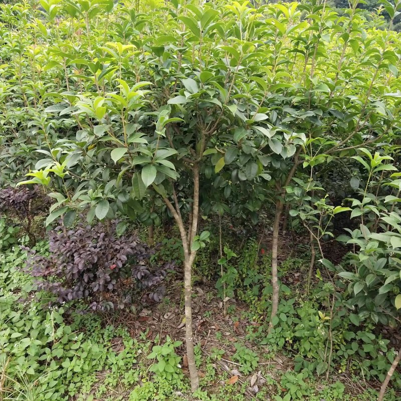 自家5公分桂花树大量有货质优价廉欢迎有需要的来选购