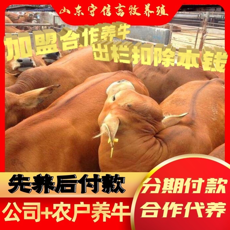山东鲁西黄牛基地直发全国免费运输包成活免费技术指导