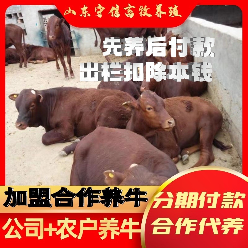 山东牛犊基地包成活养殖技术免费指导全国免费运输