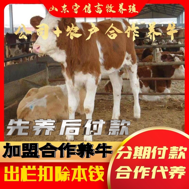山东牛犊基地包成活养殖技术免费指导全国免费运输