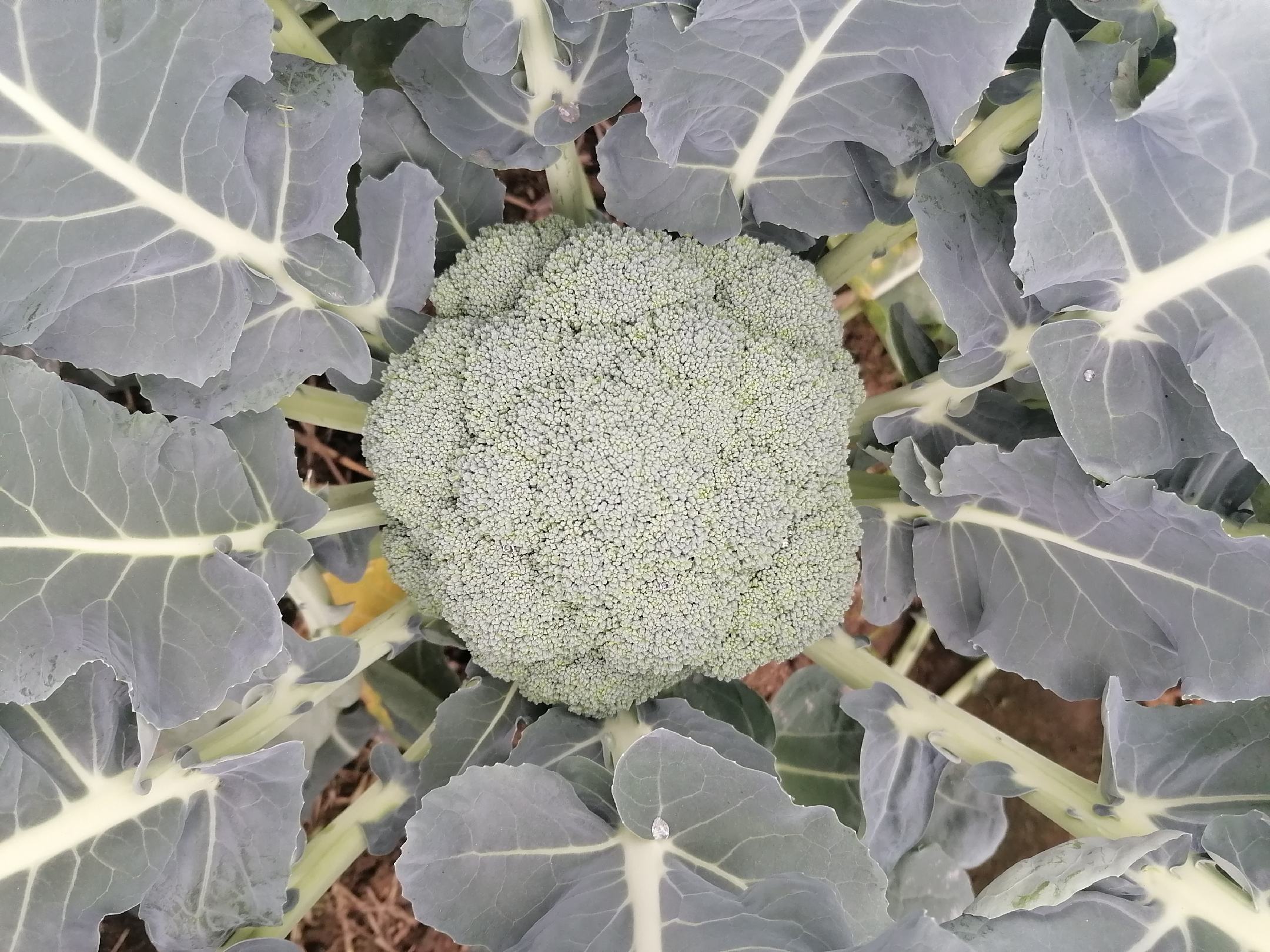 西兰花发紫的特写照片