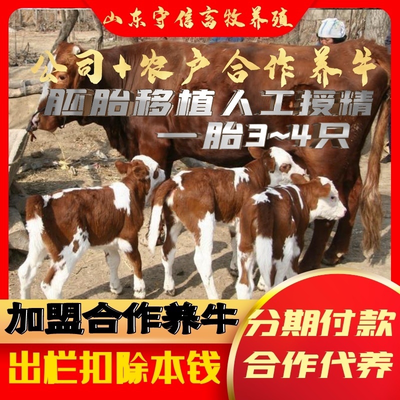 西门塔尔母牛免费提供养殖技术基地直发一胎3-4只