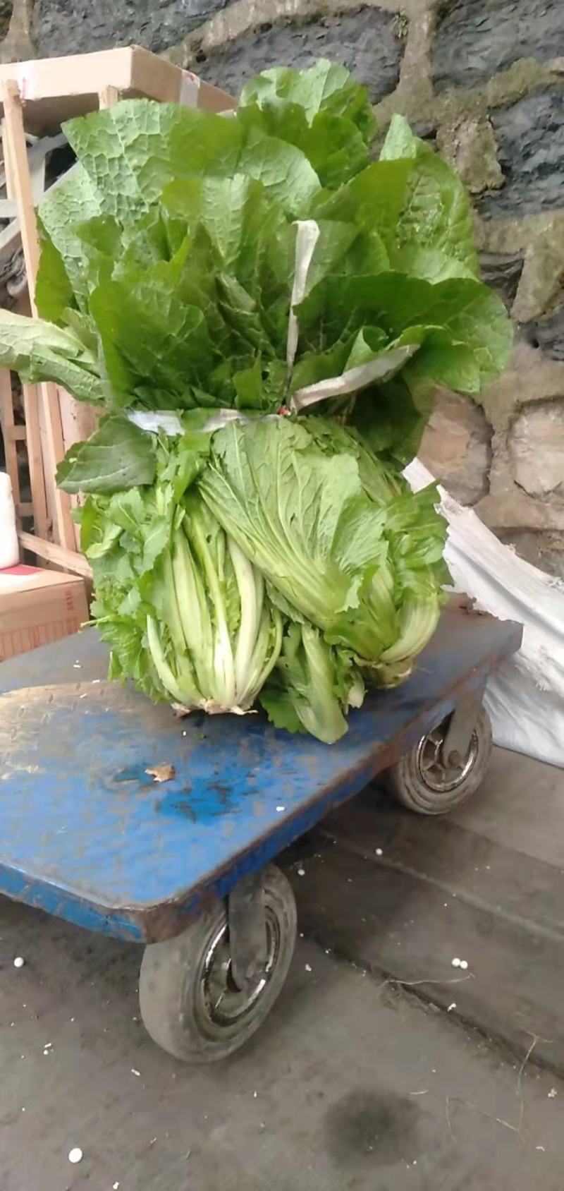 青菜