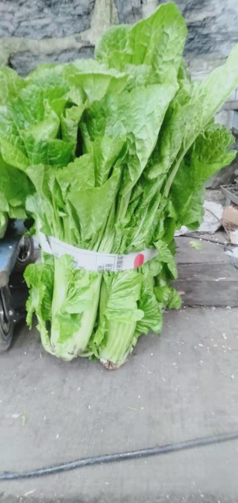 青菜