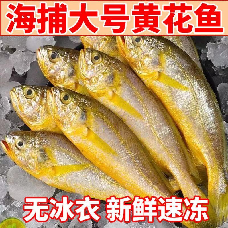 黄花鱼多规格新鲜冷冻海捕黄鱼舟山小黄鱼水产批发整箱