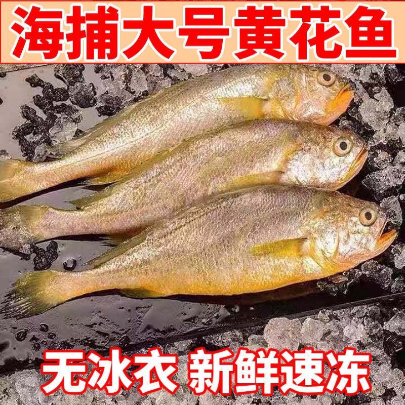 黄花鱼多规格新鲜冷冻海捕黄鱼舟山小黄鱼水产批发整箱