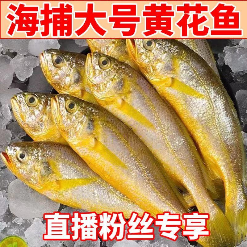 黄花鱼多规格新鲜冷冻海捕黄鱼舟山小黄鱼水产批发整箱