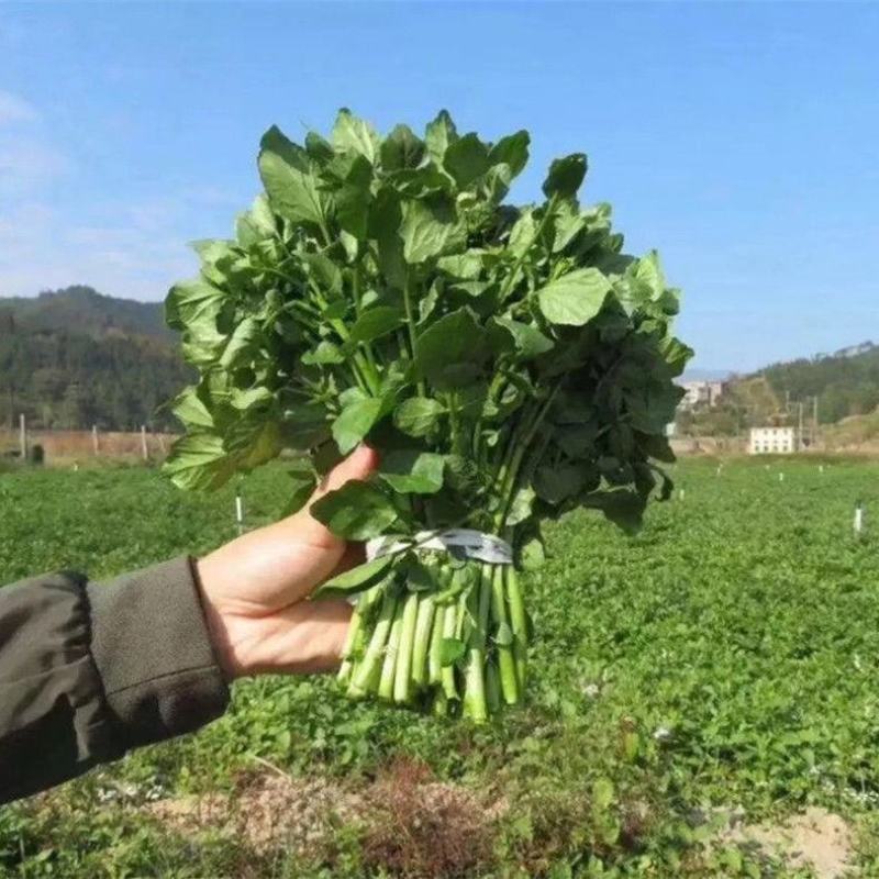 西洋菜豆瓣菜基地直发提供各种包装支持电商各大平台代发