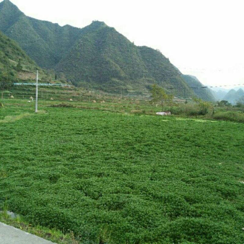 西洋菜豆瓣菜基地直发提供各种包装支持电商各大平台代发